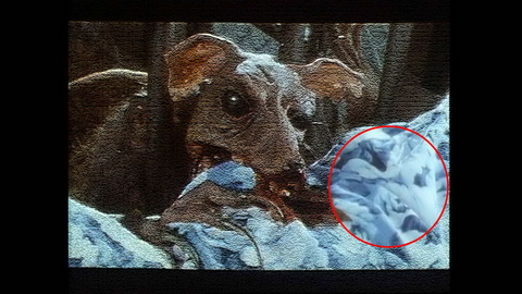 Fehlerbild [04] zum Film 'Braindead'