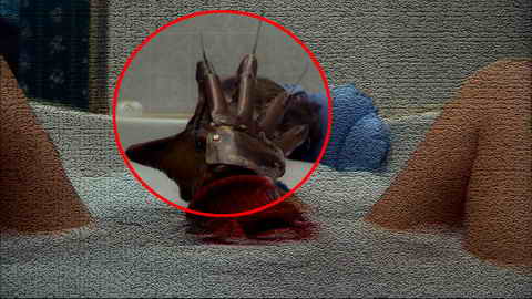 Fehlerbild [08] zum Film 'Nightmare on Elm-Street'
