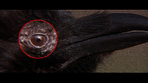 Fehlerbild [01] zum Film 'Omen II - Damien'