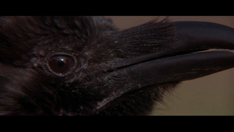 Fehlerbild [01] zum Film 'Omen II - Damien'