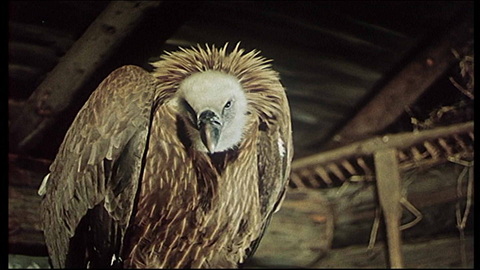 Screenshot [16] zum Film Geierwally, Die